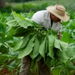 Misiones: Registro y Censo Tabacalero