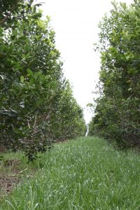 «El suelo»: El gran desafío para lograr yerbales sustentables