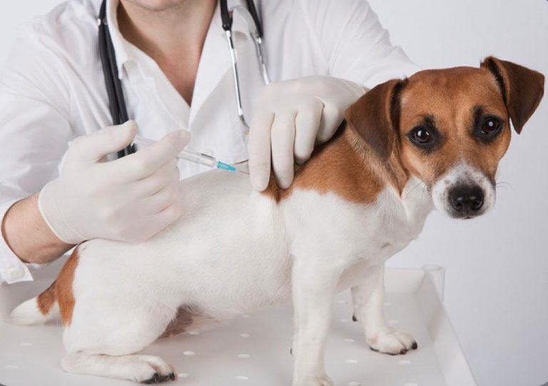 Vacunación en mascotas