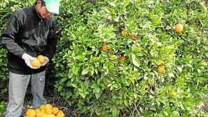 Mandarina, pomelo y limón: Los cítricos producidos y elegidos por los misioneros