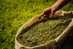 Misiones: Passalacqua anunció nuevas medidas para sostener el precio de la yerba mate