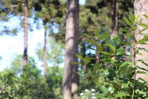 Misiones: Sigue vigente la línea de créditos con tasa bonificada para el sectores yerbatero y forestal