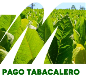 Misiones: Pago de 8 mil millones de pesos a tabacaleros