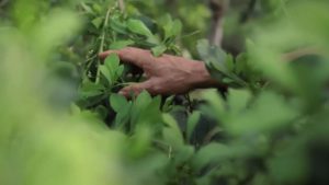 Misiones: Nuevo financiamiento para el sector yerbatero