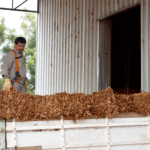 Misiones: Nuevo pago a productores tabacaleros por más de  7.200 millones de pesos