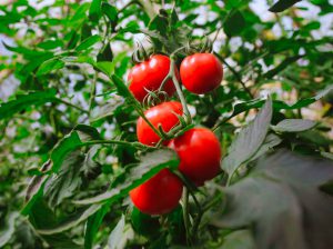 Hortalizas, frutas y plantas medicinales: Misiones impulsa estrategía integral para ampliar la matriz productiva