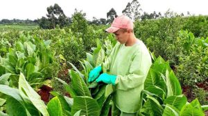 Misiones – “Más del 95% quiere entregar tabaco”: fuerte malestar de los productores por el bloqueo a la CTM