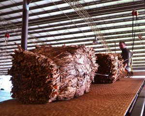 La campaña tabacalera posiciona a Misiones para fortalecer el ingreso de recursos del FET