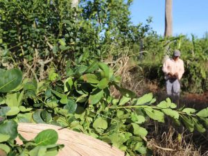 Misiones: Advierten que un pequeño productor yerbatero pierde hasta $15 millones por cosecha tras la desregulación