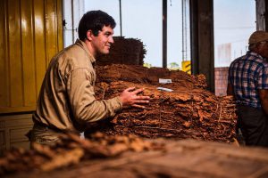 Misiones: Se pagan más de 2600 millones de pesos a tabacaleros