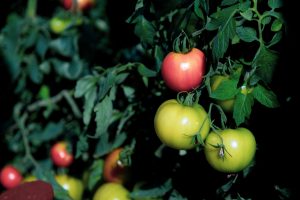 Misiones: Capacitación sobre producción de tomate injertado bajo invernadero en San Vicente