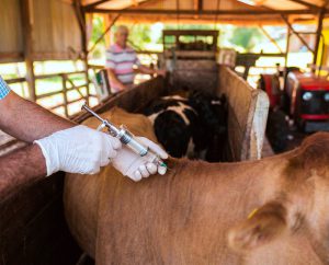 Misiones vacunó a más de 34500 cabezas de ganado y así sostiene el estatus sanitario libre de fiebre aftosa