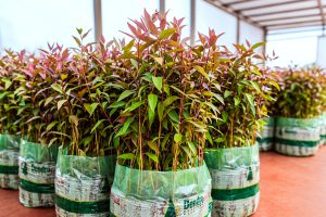 Más de 33 millones de plantines: Misiones proyecta la continuidad del “Plan Leña” tras una década de resultados
