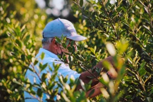 Misiones: Passalacqua logró que Nación extendiera medida clave para proteger ingresos de miles de trabajadores rurales